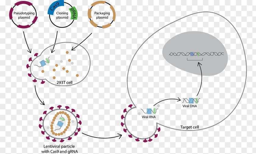 Vector Lentivirus CRISPR Transduction Transfection Cas9 PNG