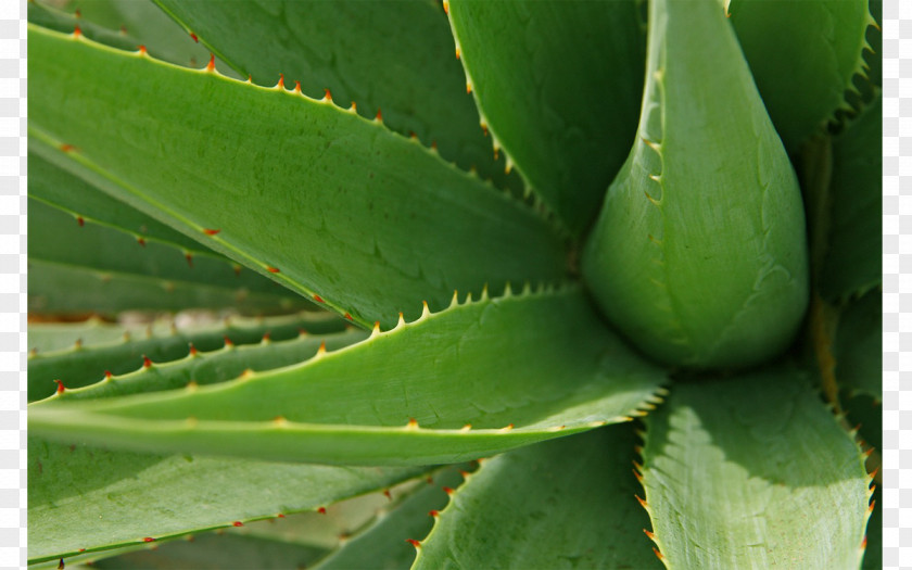 Aloe Vera Arborescens Gel Plant Medicine PNG