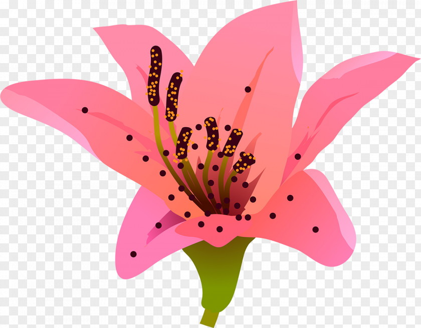 Butterfly Lilium Petal Flower PNG