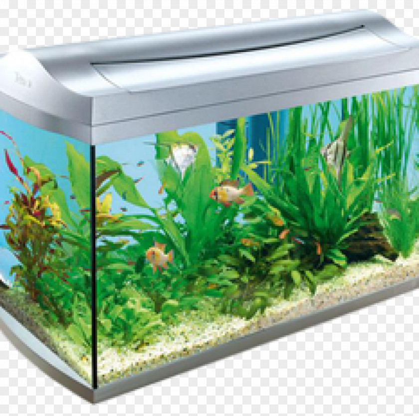 Fish Tank Aquariums Tetra Aquarium Feed Tropical PNG