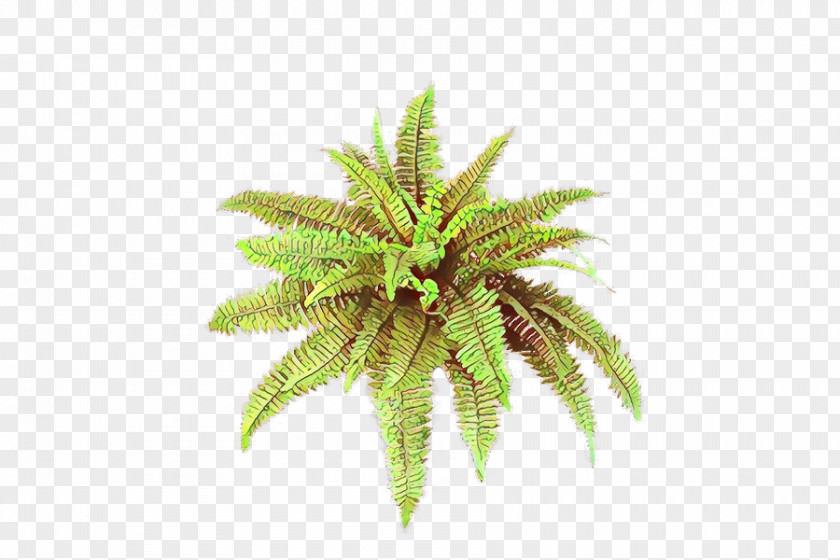Palm Trees Fern Terrestrial Plant Plants PNG