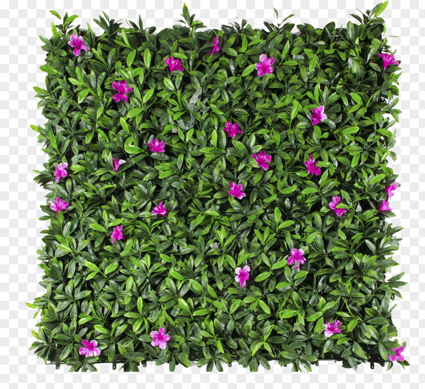 Petunias Follaje Green Wall Garden Hedge PNG
