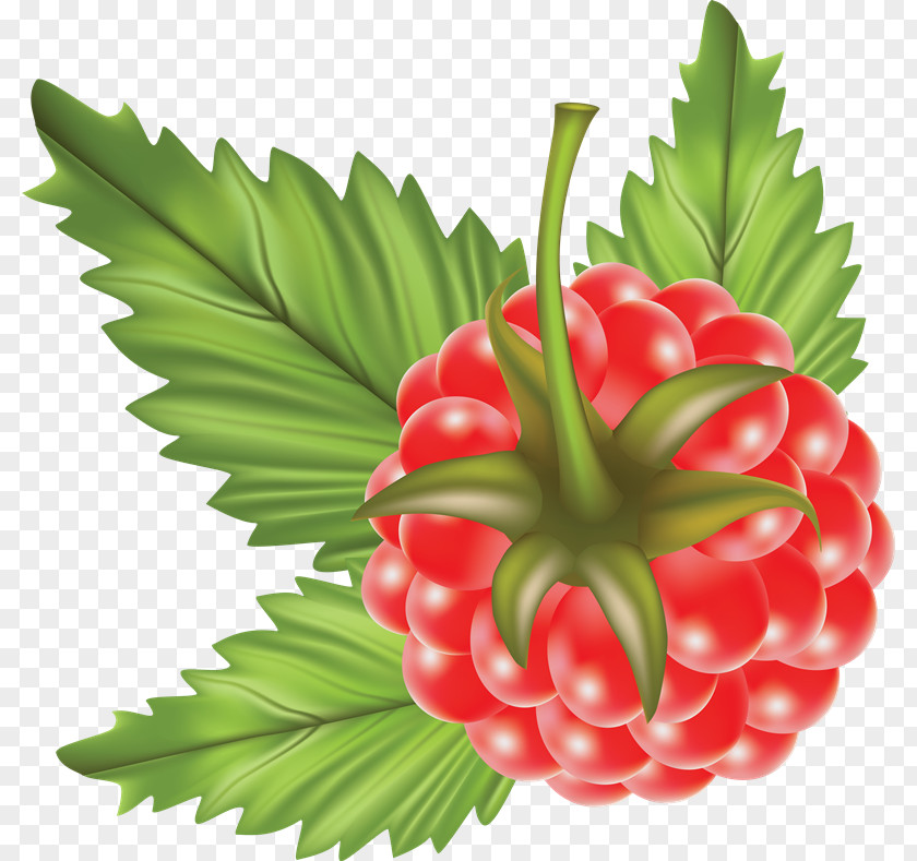 Raspberry PNG