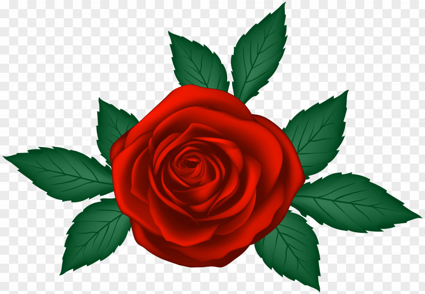Red Rose Transparent Clip Art Image Garden Roses PNG