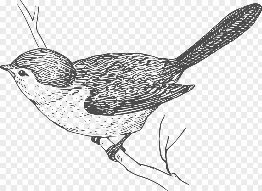 Birds In The Branches Bird Wren Clip Art PNG