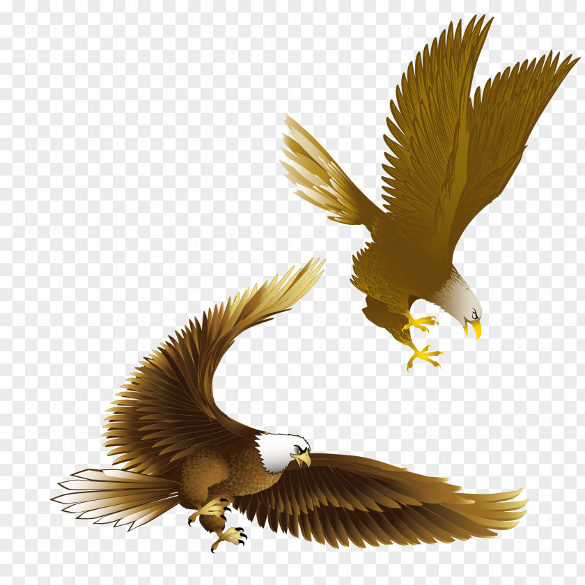 Eagle Vector Material Bald Drawing Clip Art PNG