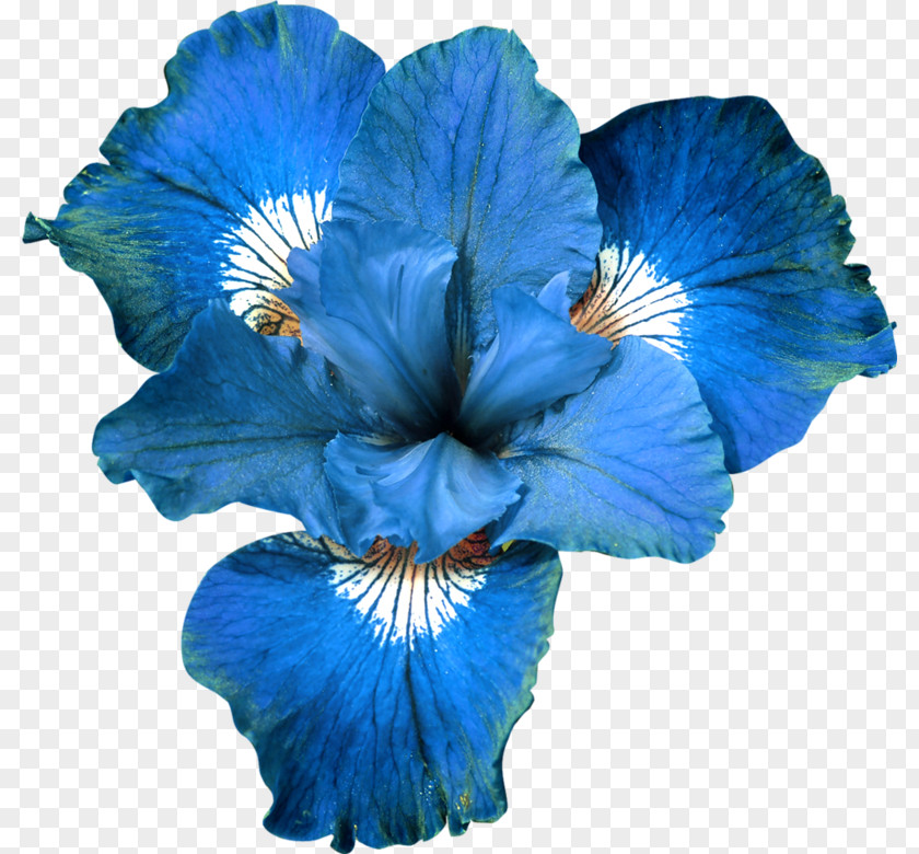 Exquisite Blue Flowers Flower Garden Roses Clip Art PNG