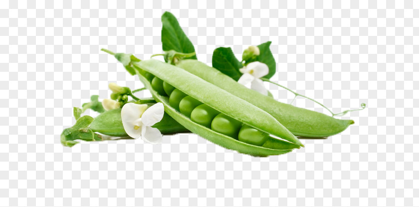 Fresh Peas Snow Pea Vegetable Fruit Wallpaper PNG