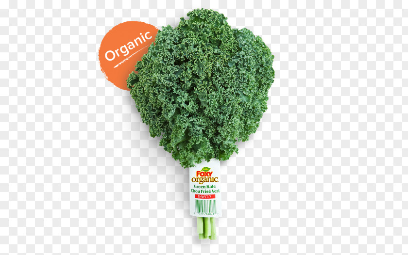 Kale Organic Food Lacinato Red Cabbage Leaf Vegetable PNG