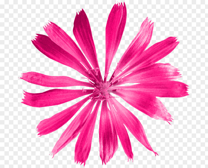 Petal Flower Watercolor Painting Drawing PNG