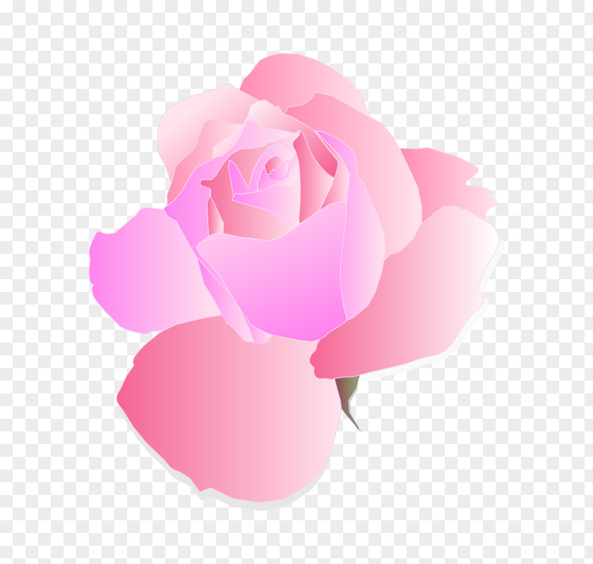 Picture Of A Pink Rose Flowers Clip Art PNG