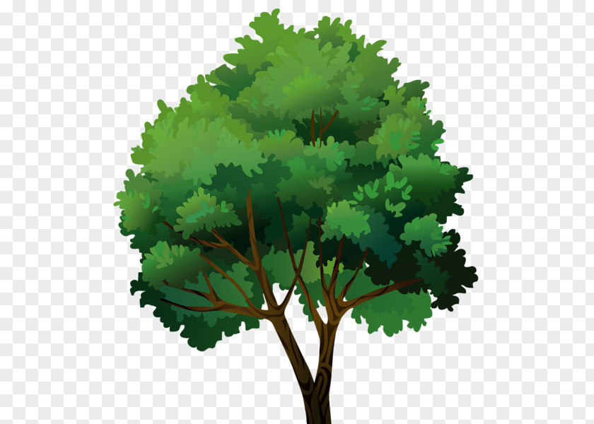 Tree Pine Clip Art PNG