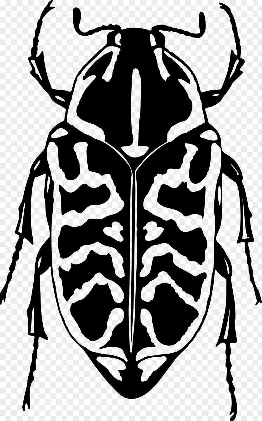 Beetle Ladybird Scarabs Clip Art PNG