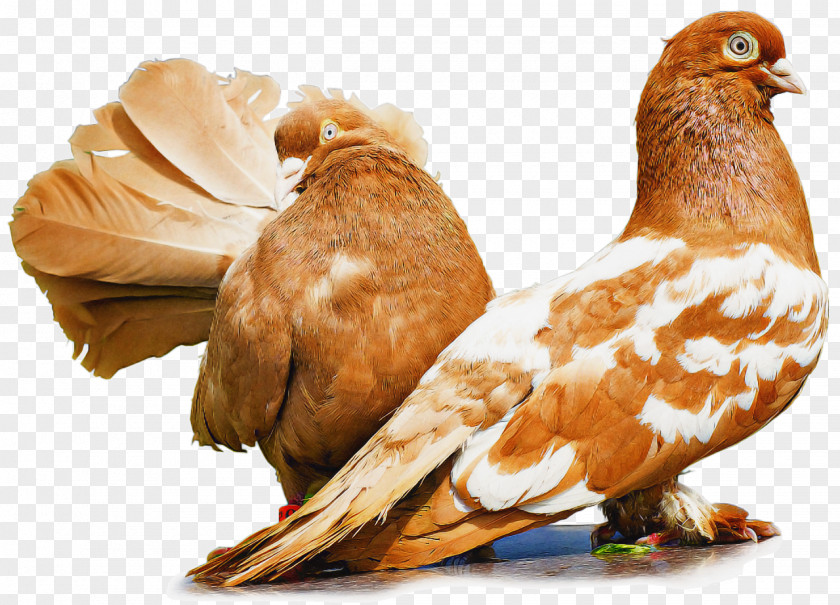 Bird Pigeons And Doves Beak Chicken PNG
