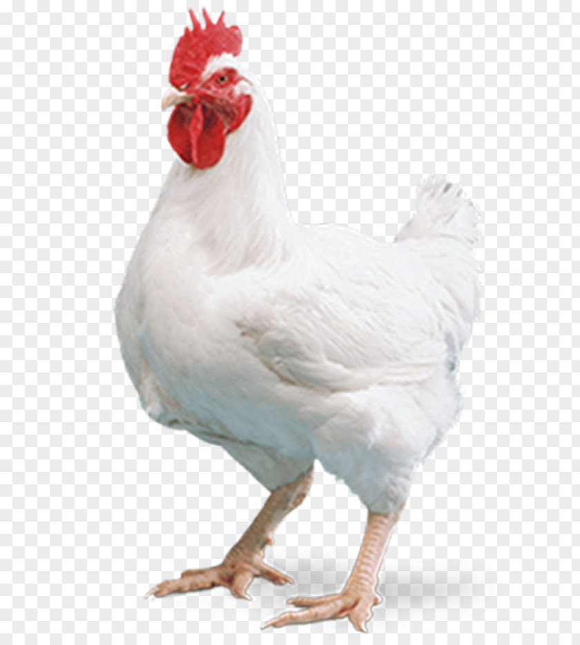 Egg Cornish Chicken Broiler Kuroiler Mandi Tikka Masala PNG