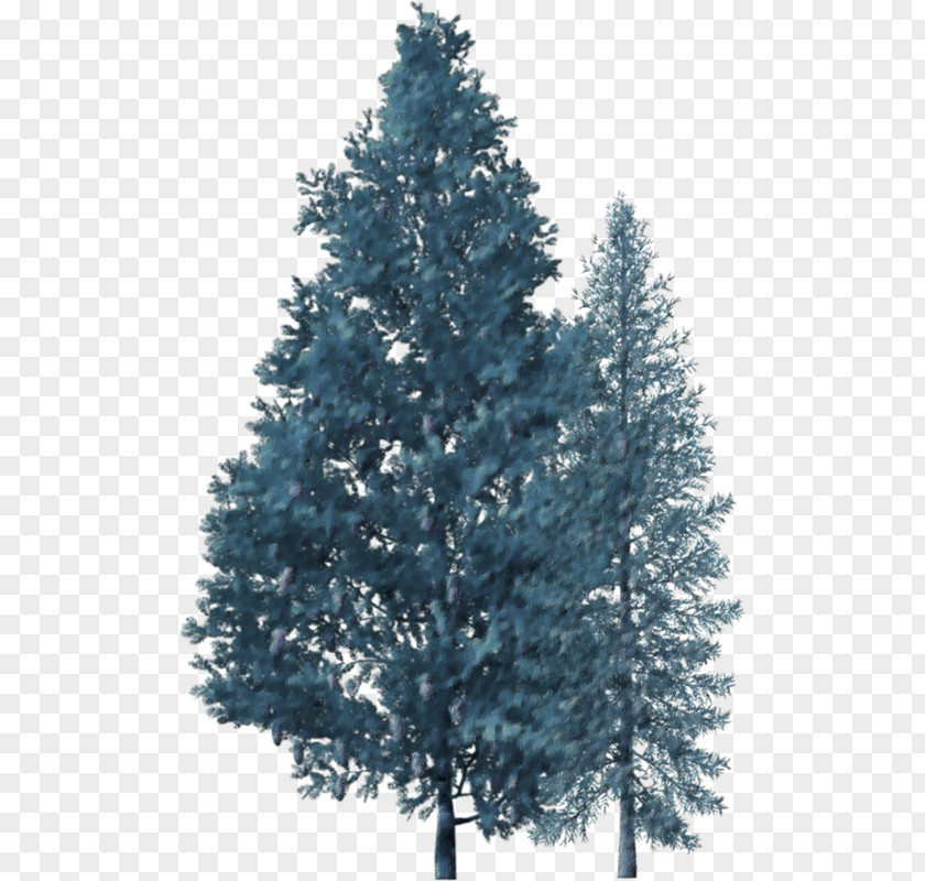 Tree Spruce Christmas Pine Fir PNG