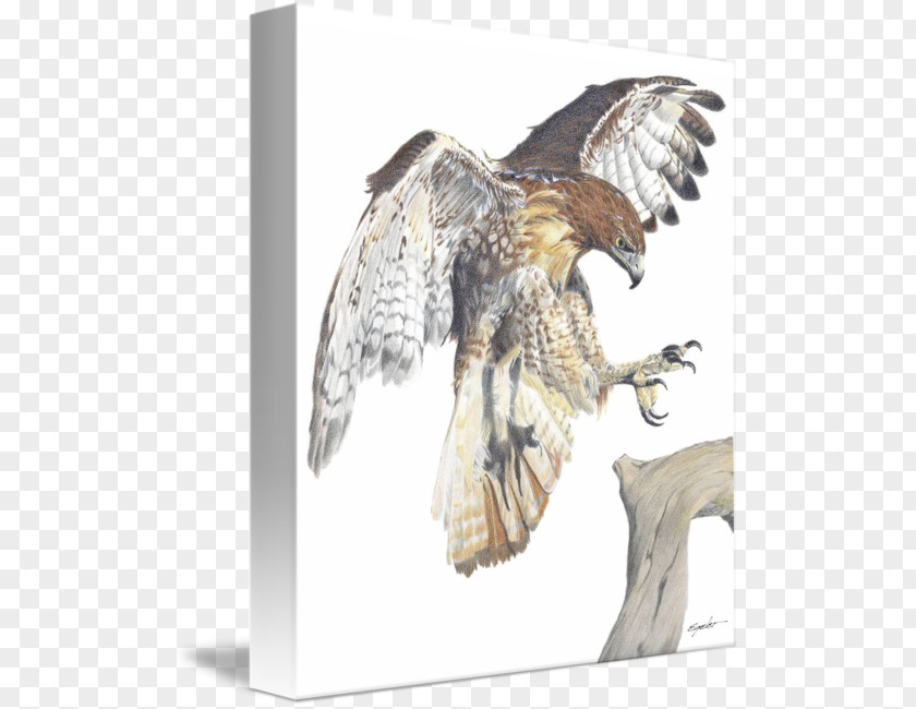 Eagle Red-tailed Hawk Drawing Art PNG