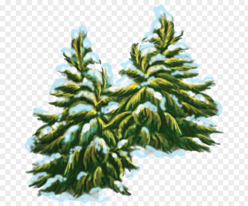 Tree Spruce Pine Fir Evergreen Conifer Cone PNG