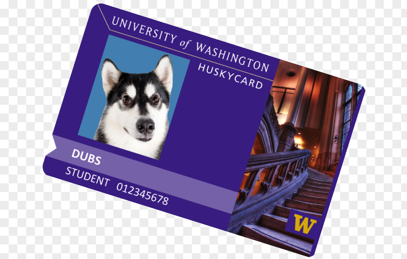 University Of Washington Siberian Husky Huskies Men's Basketball Student College Arts And Sciences PNG