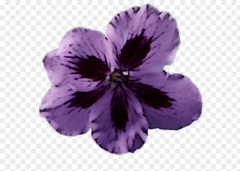 Violet Petal Flower Purple Plant PNG