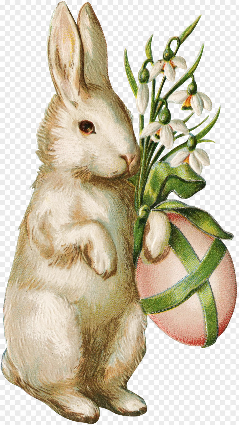 Easter Bunny Wedding Invitation Egg Postcard PNG