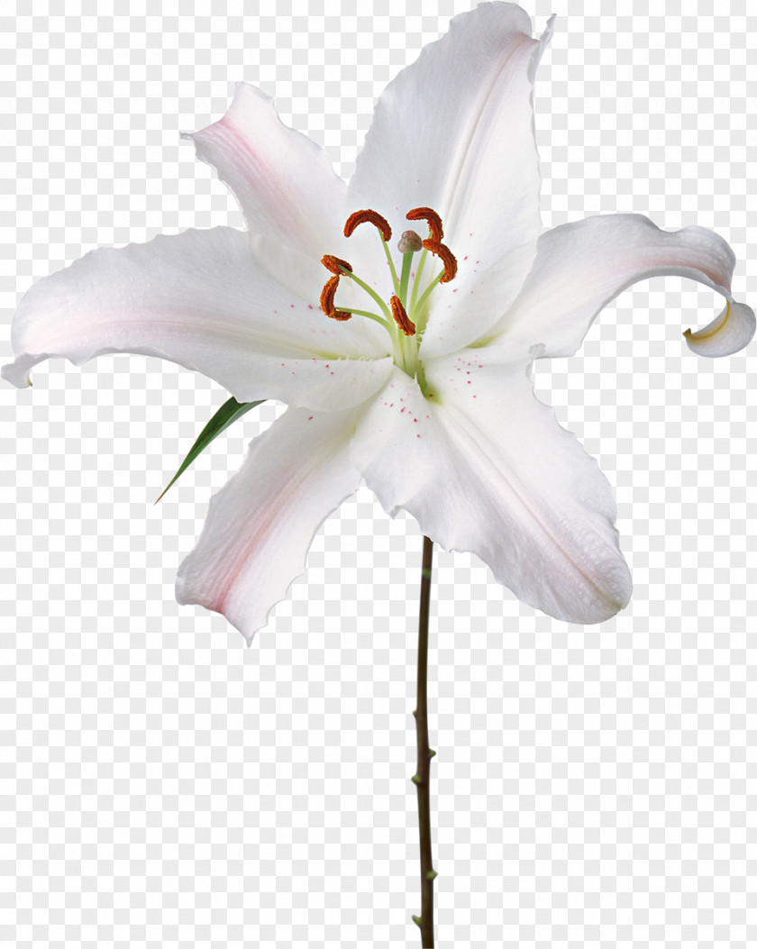 Lily Flower Fleur-de-lis Lilium Candidum PNG