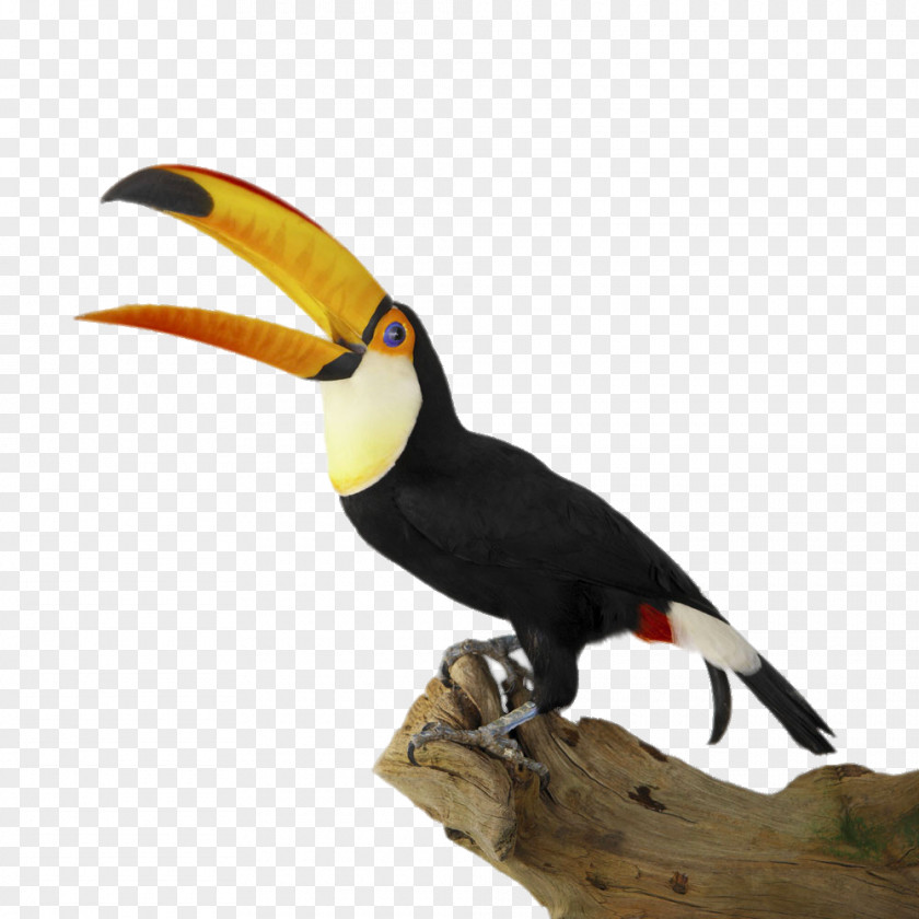 Big Yellow Bird With Open Mouth PNG yellow bird with open mouth clipart PNG