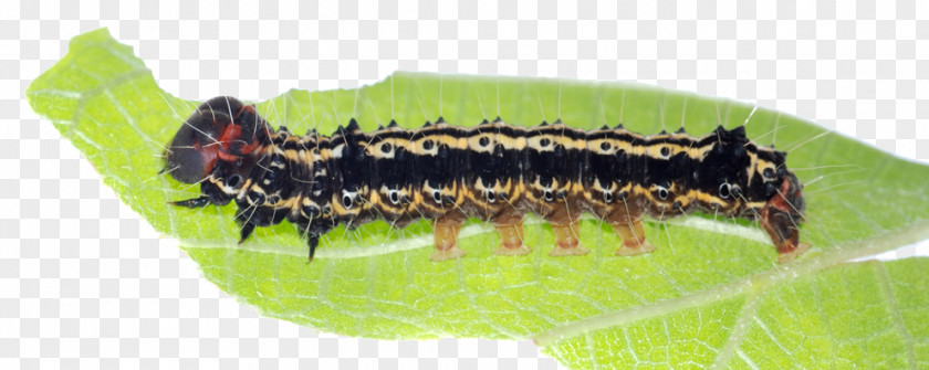 Catterpillar Butterfly Caterpillar Stock Photography Insect PNG