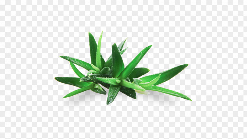 Herb Tarragon Green Leaf Plant Flower Grass PNG