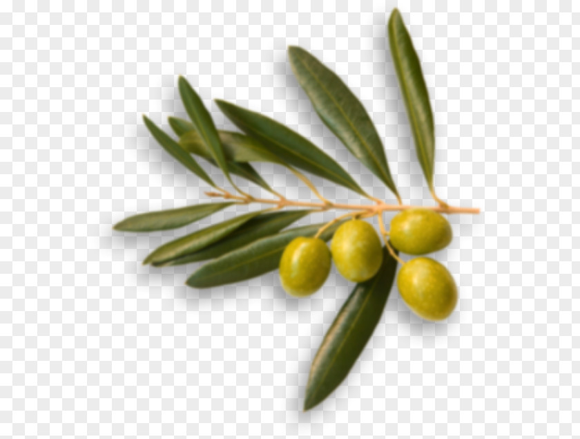 Olives Australia Picual Olive Oil Food Branch PNG