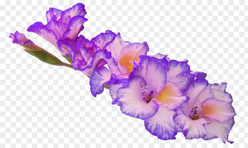 Relatively Gladiolus Flower Desktop Wallpaper Clip Art PNG