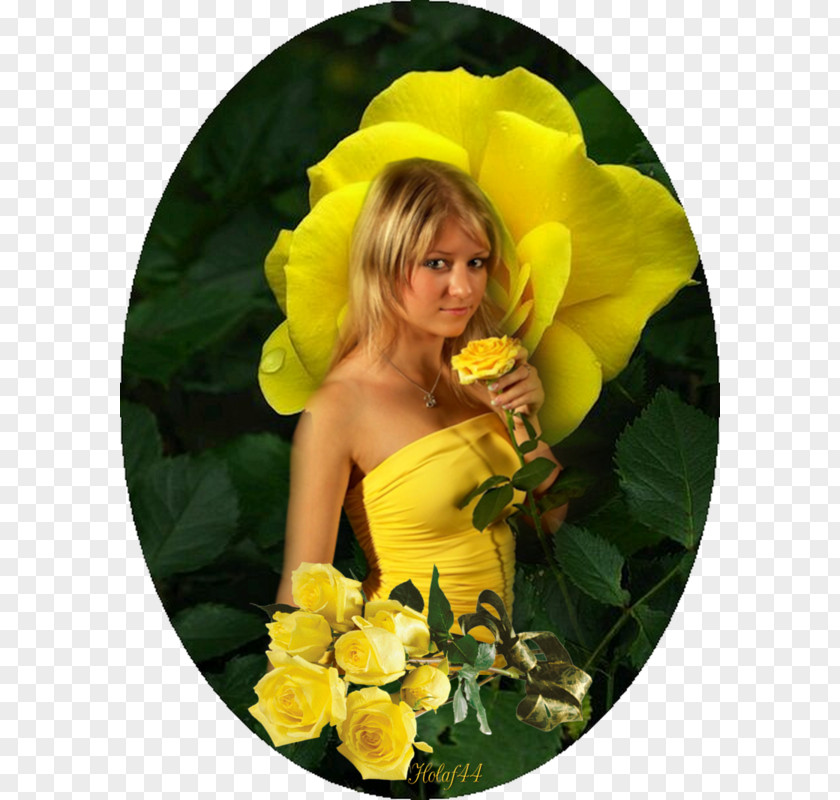 Sakyamuni Yellow Garden Roses Friendship Color PNG