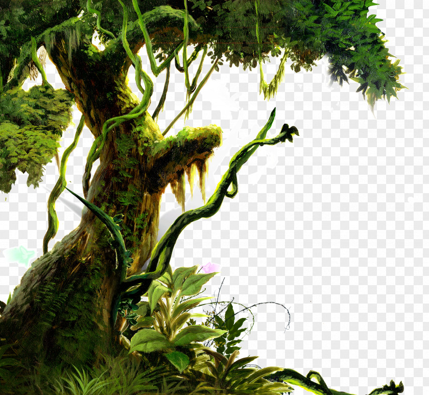 Ancient Trees PNG trees clipart PNG
