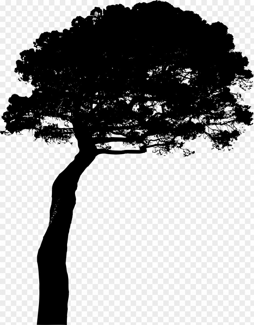 Arboles Stone Pine Photography Clip Art PNG