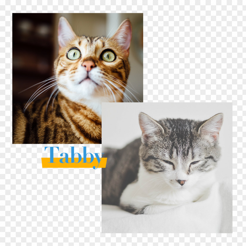 Cat Tabby Behavior Leafpool Pet PNG