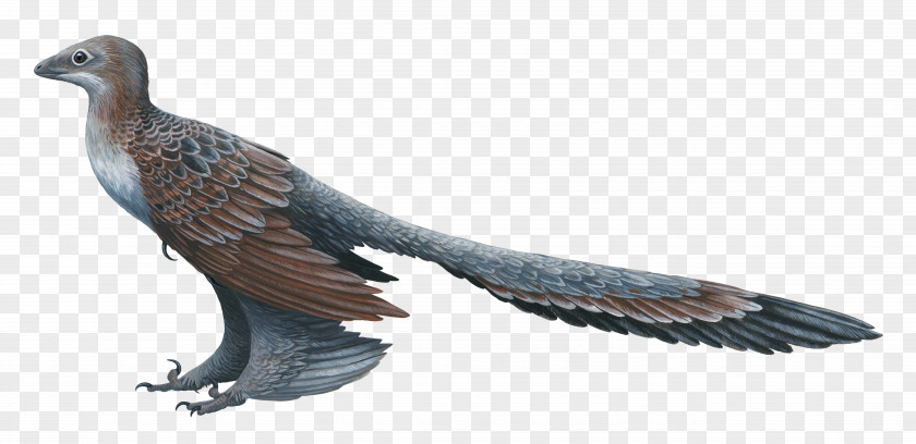Dinosaur Changyuraptor Microraptor Feathered PNG