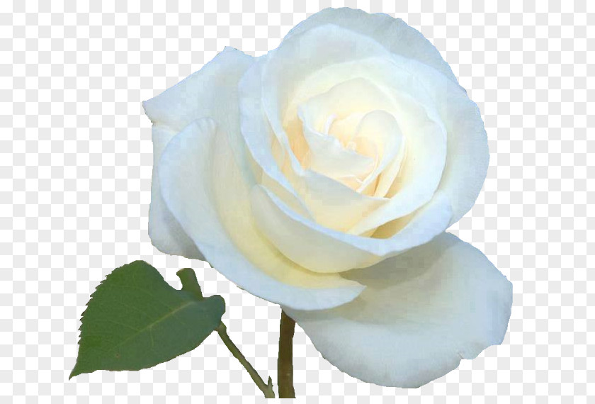Flower Garden Roses Cabbage Rose Floribunda White Of York PNG