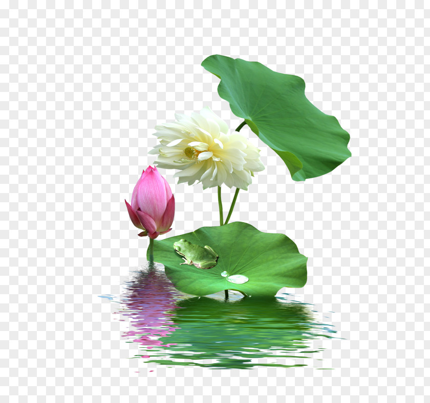 Lotus Nelumbo Nucifera Download PNG