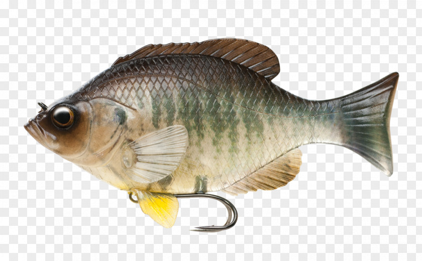 Fish Freshwater Gill Carp PNG