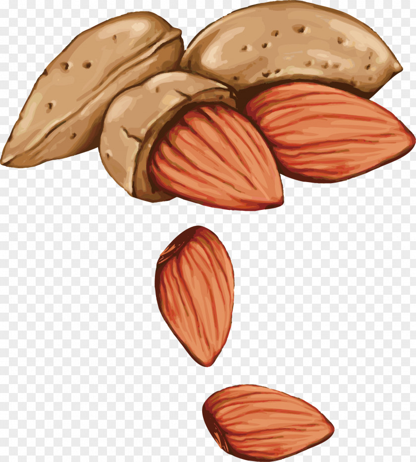 Hand-painted Almond Vector Tree Nut Allergy Drawing Seed PNG