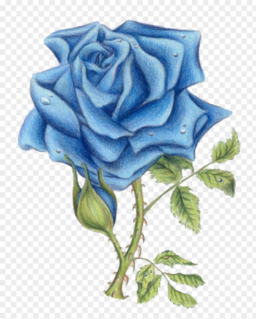 Lilac Rose Blue Sureños Garden Roses Mexican Mafia PNG