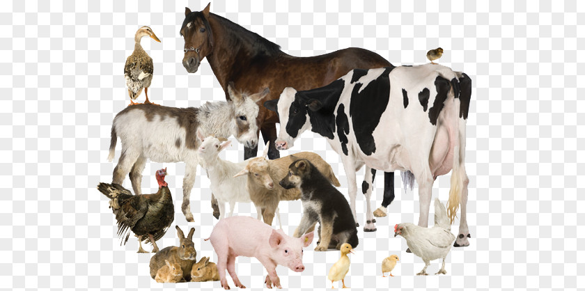 Cattle Assortment Strategies Kilogram Online Shopping Премикс PNG
