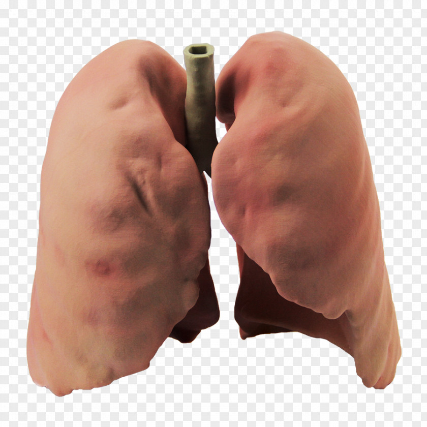 Lung 3D Printing Computer Graphics PNG