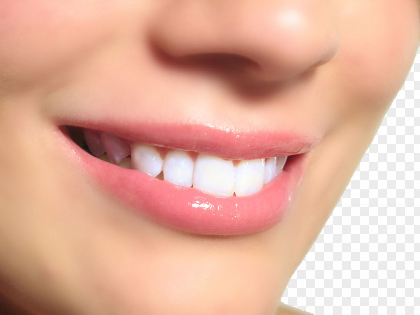 Teeth Model Tooth Whitening Dentistry Pathology PNG