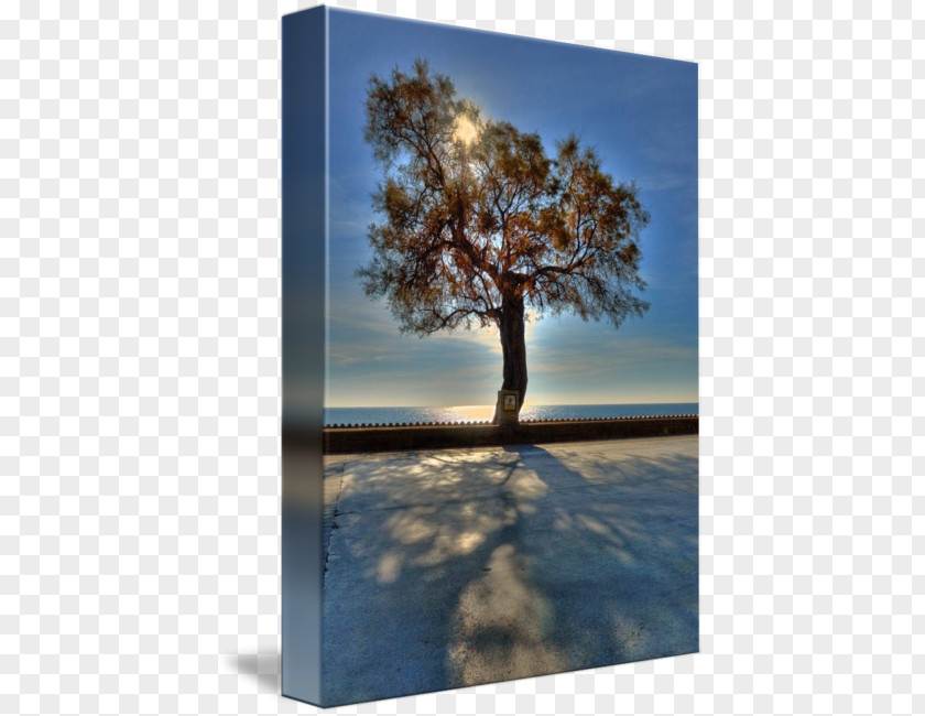 Tree Shade Desktop Wallpaper Stock Photography PNG