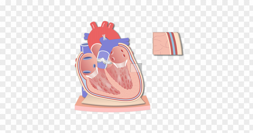 Heart Pericardium Anatomy Coronal Plane Serous Membrane PNG