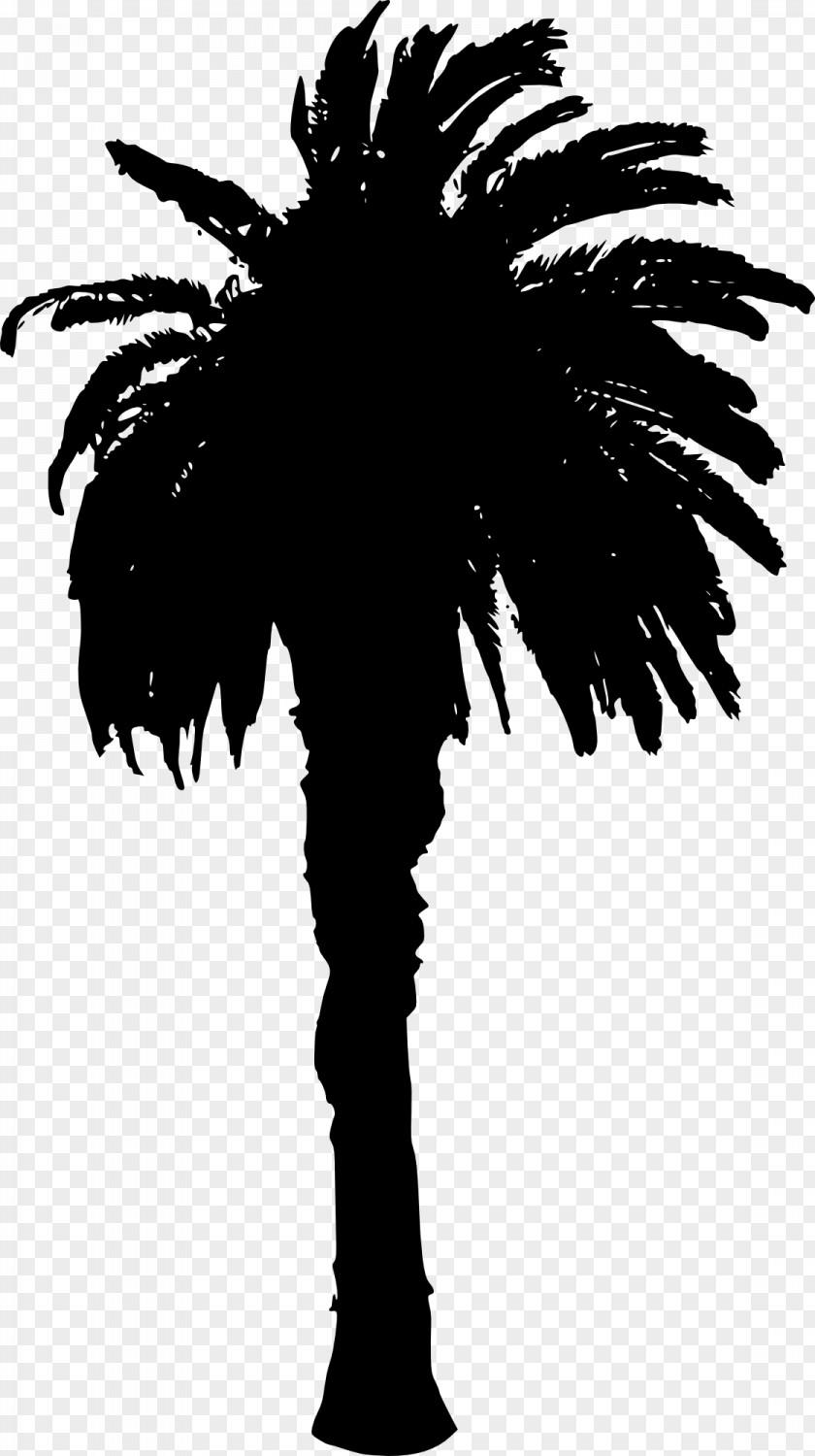 Palm Vector Asian Palmyra Silhouette Arecaceae PNG