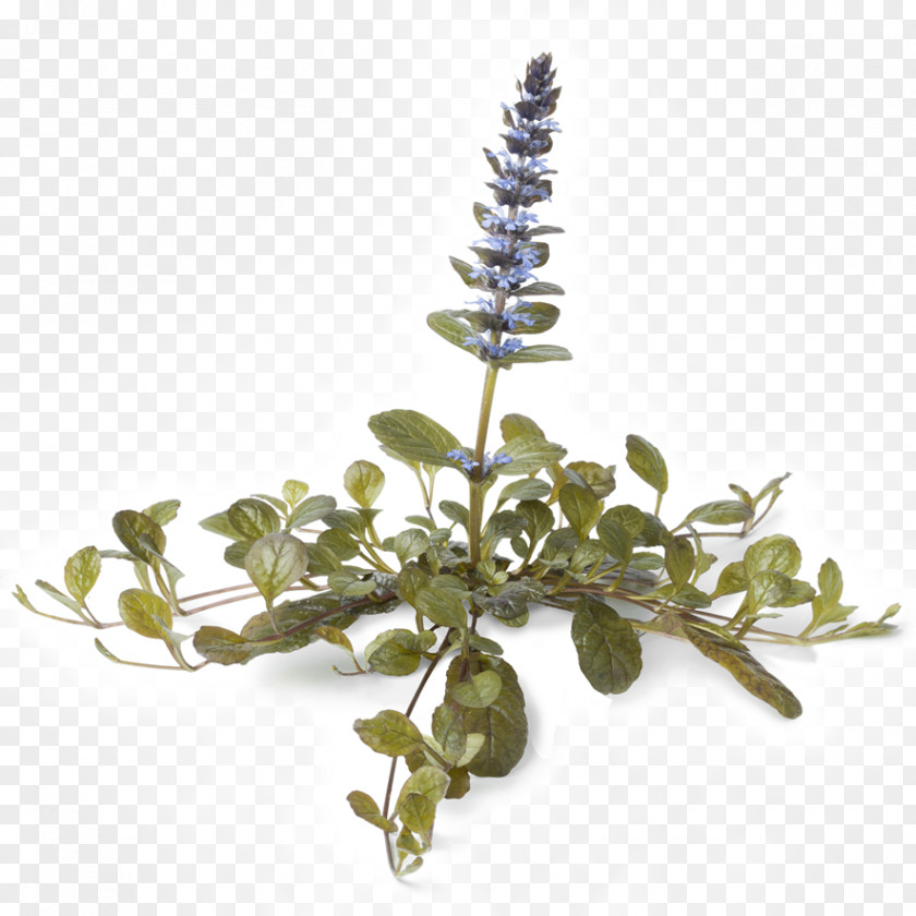 Plant Ajuga Reptans Propagation Groundcover Blackthorn PNG