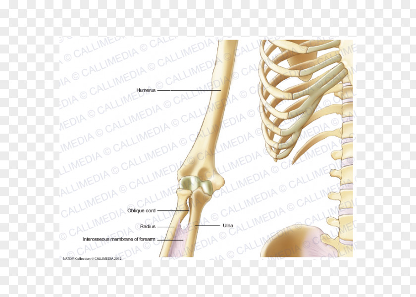 Arm Human Skeleton Nerve Nervous System Anatomy PNG