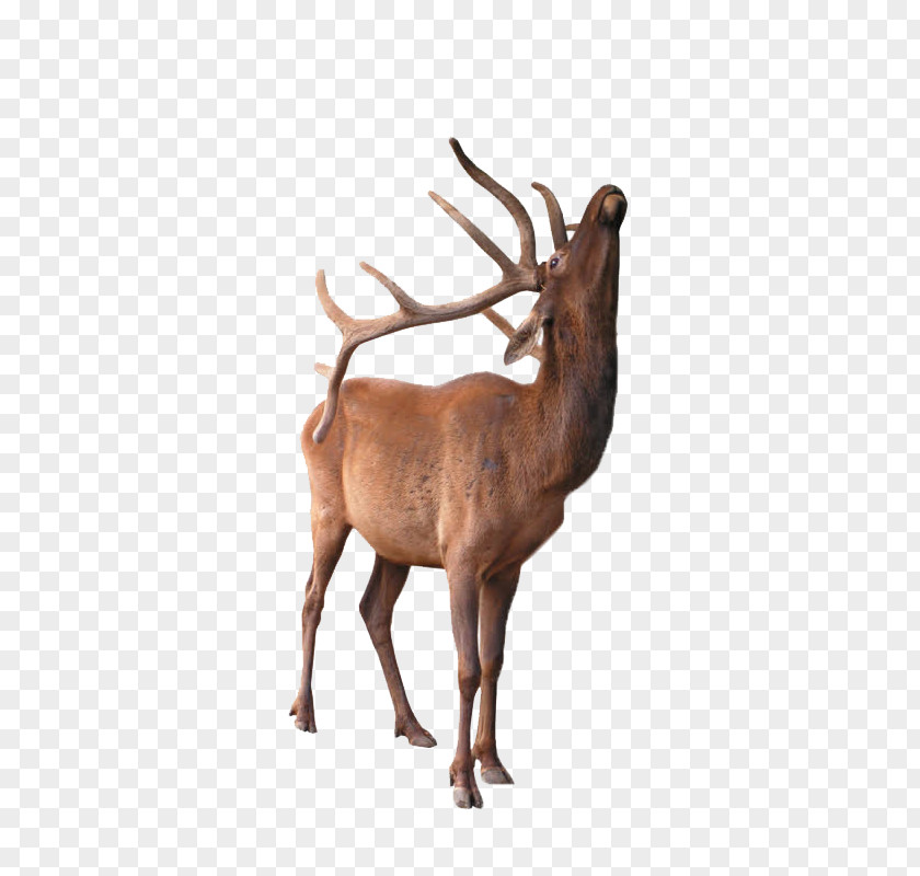 Deer Elk DeviantArt PNG